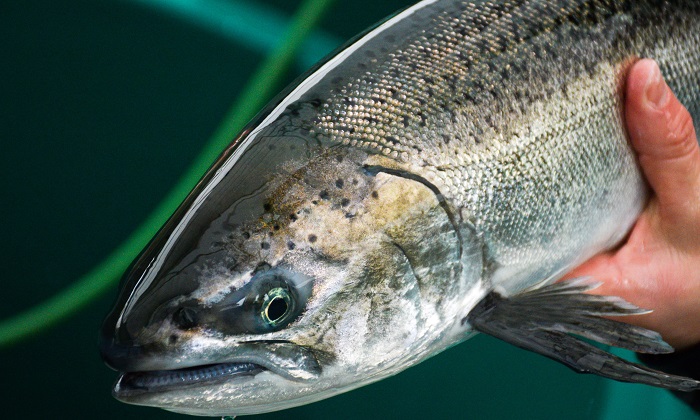 ChinookSalmon cdfw