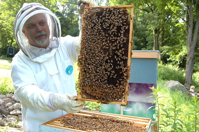 beekeeper g01d00d6dc 640