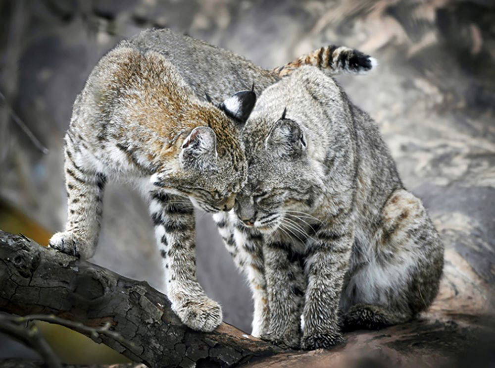 bobcat photo of the year