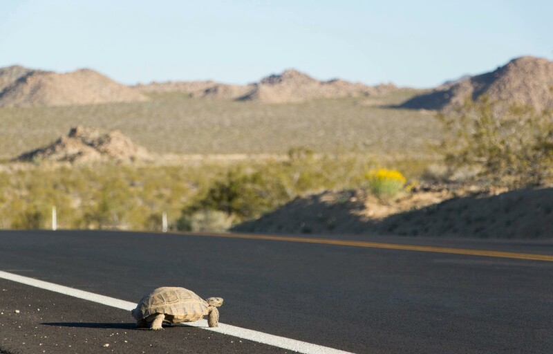 tortoise nps
