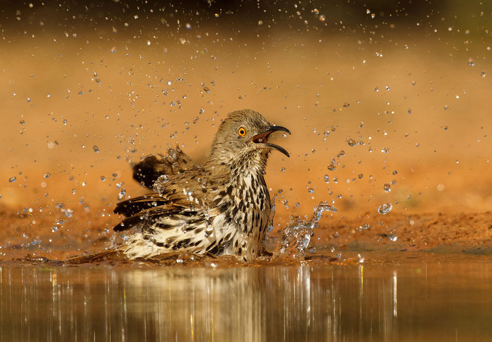 web aud apa 2019 long billed thrasher p1 9181 1 ts photo nate chappell