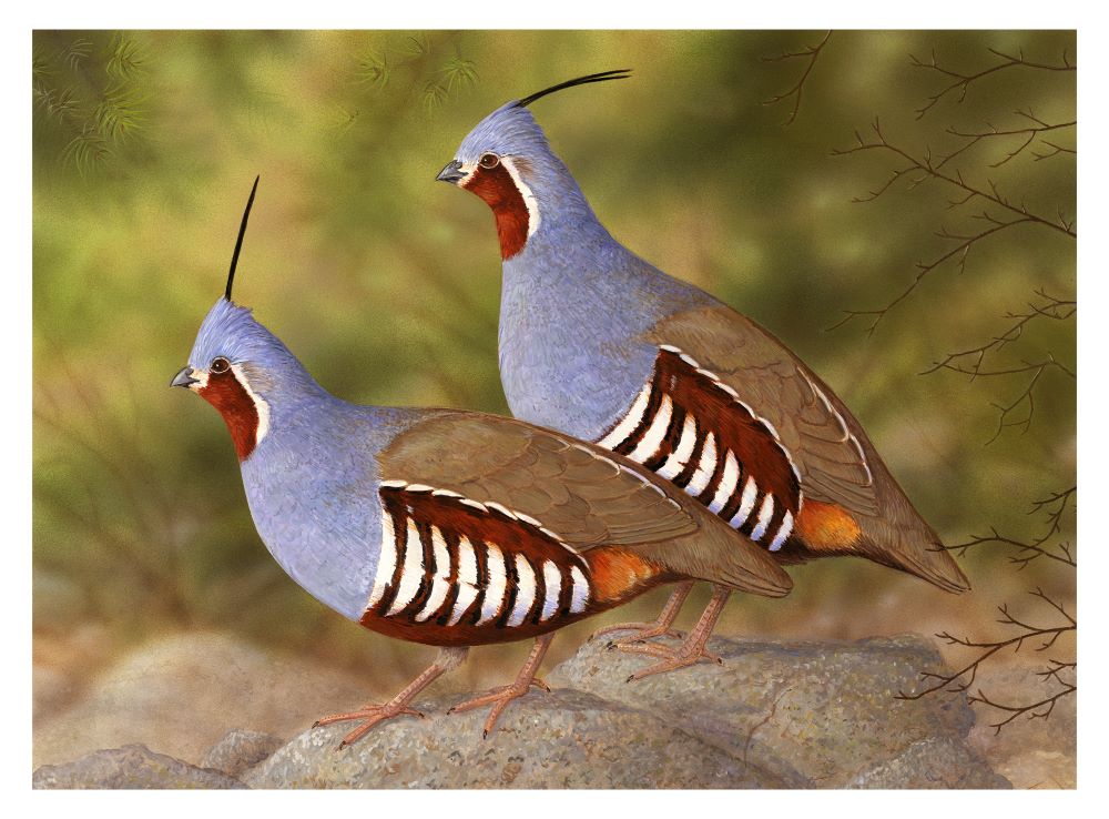 2021 mountain quail jeffrey klinefelter