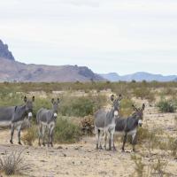 BlackMountain9 BLM reduced