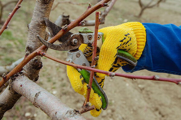 GardeningPruning600
