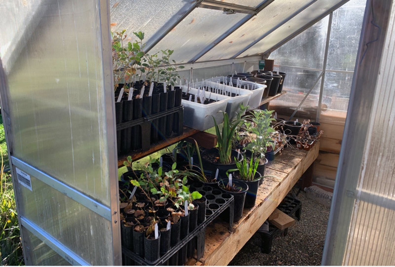 Greenhouse