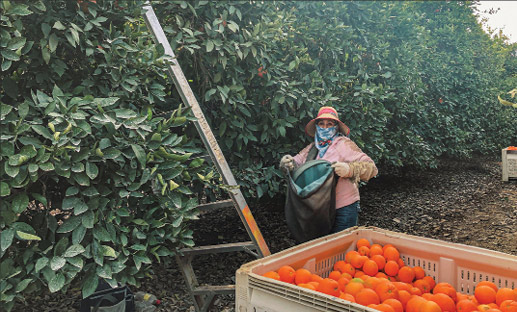 farm 4904 p1 012622Citrus7 fmt