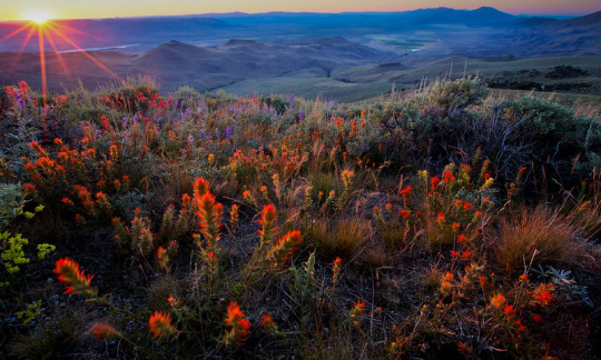 flowers pine forest range wilderness in nevada bob wick blm