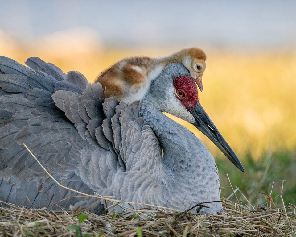 hp web amateur 1 winner robinulery sandhillcrane amateur highres