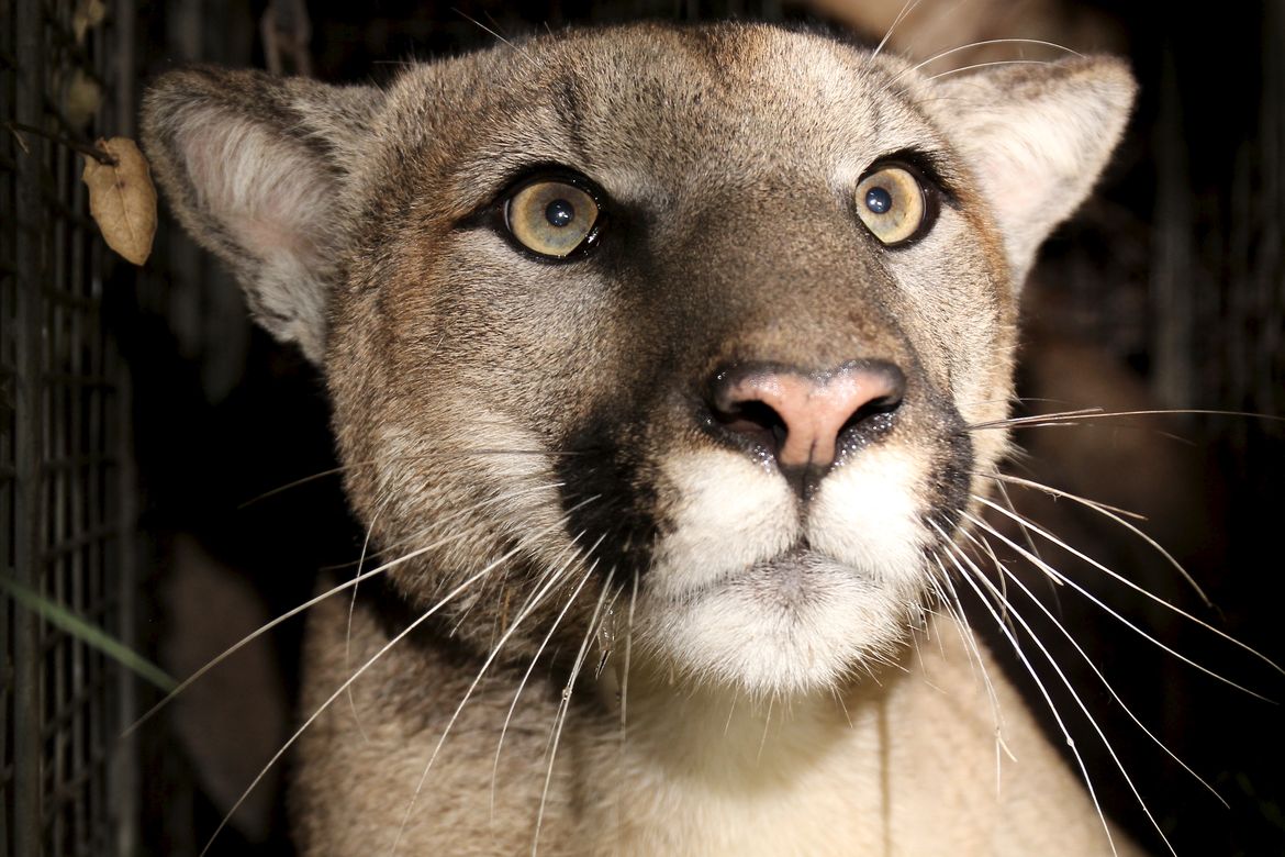 mountain+lion hero