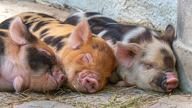 pigs g82694e924 640