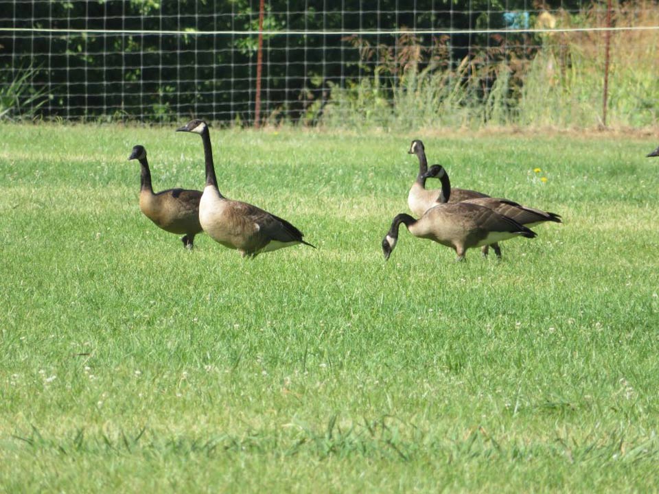 Canada geese
