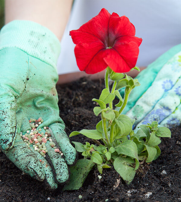 GardeningFertilizeFlower600