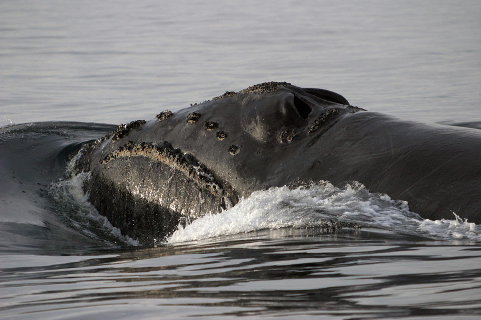 RSNorthPacificRightWhale JohnDurban NOAA FPWC hpr