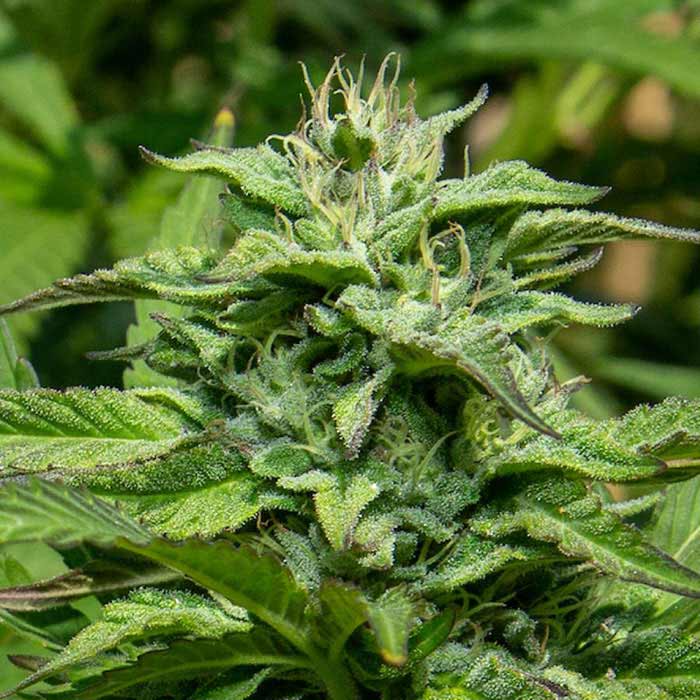 cannabis900px cdfw