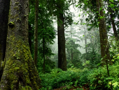 forest2 David Patte USFWS
