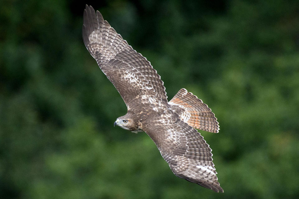 web aud apa 2019 red tailed hawk a1 7869 4 ts photo mathew malwitz