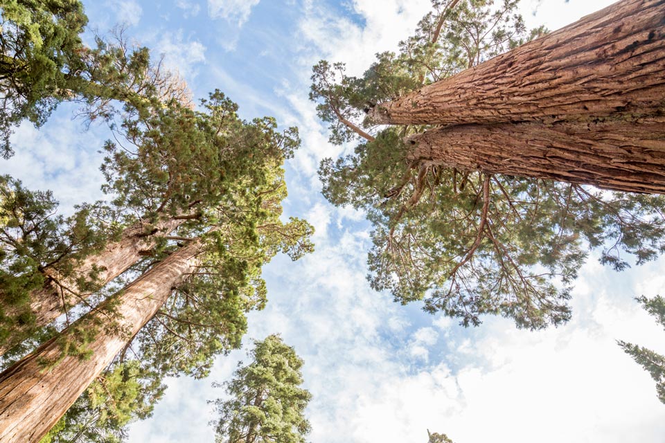 Mariposa Grove of Giant Sequoias Autumn credit YC Keith Walklet