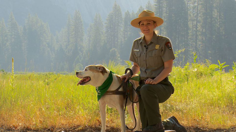 YNP dogs