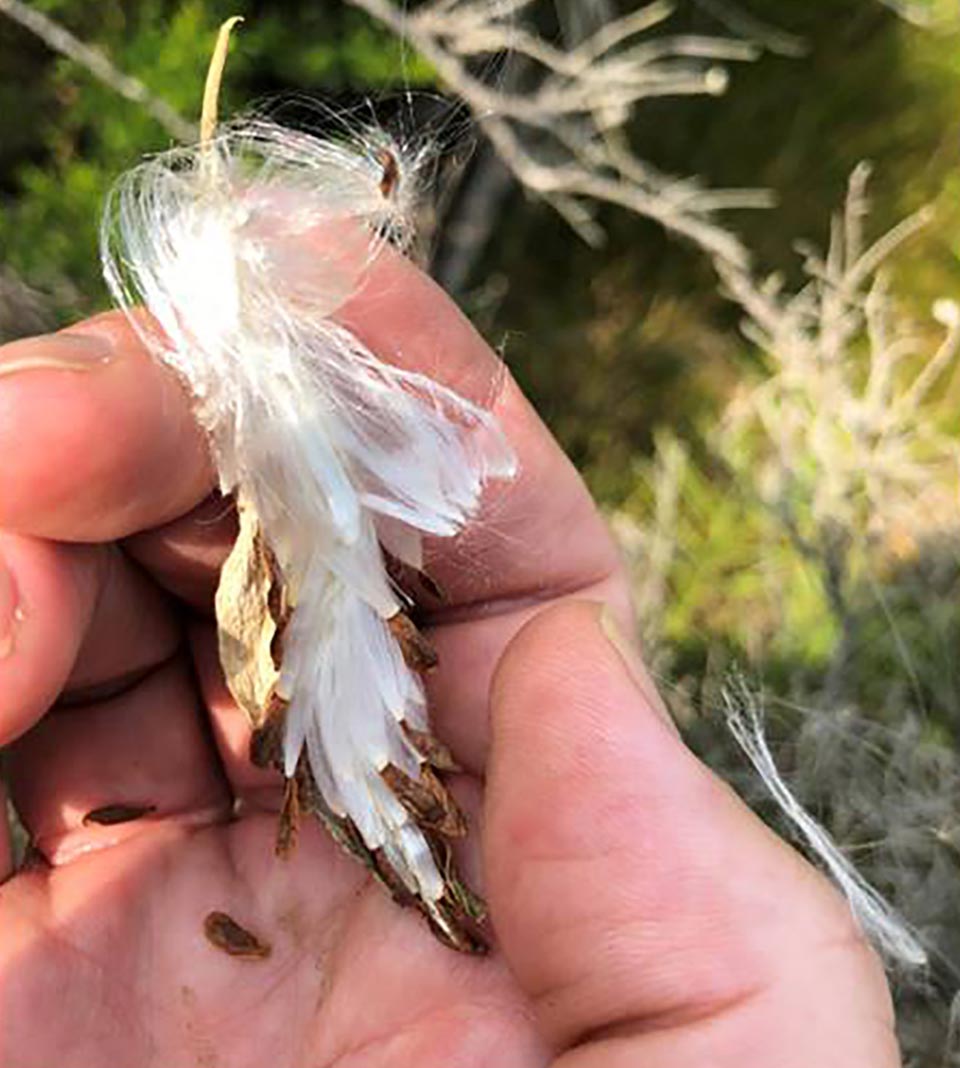 milkweed 0