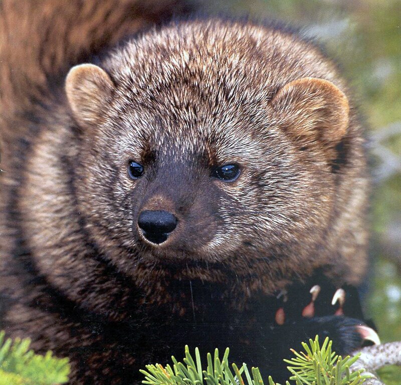 pacific fisher 5788241740 6ba33a64aa c credit usfws