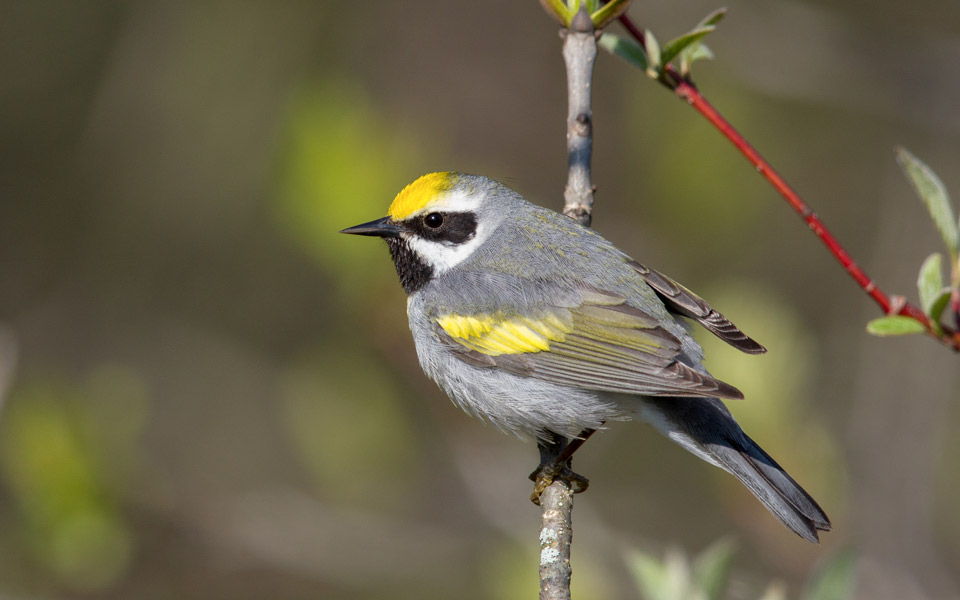 web apa 2016 golden winged warbler arni stinnissen kk 1
