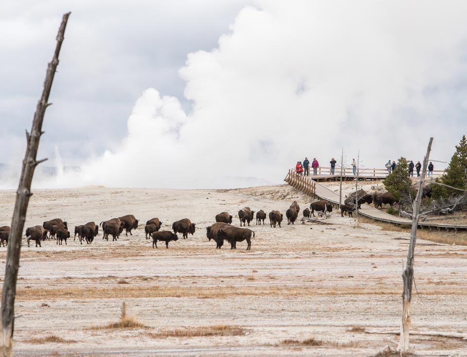 yellowstone629 30250698763 cd8ba8c9ef 4k