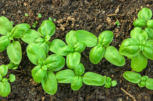 GardeningQABasil600