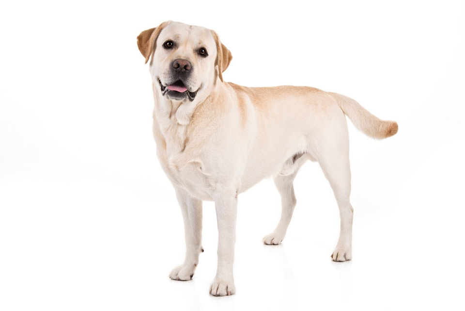 Lab akc