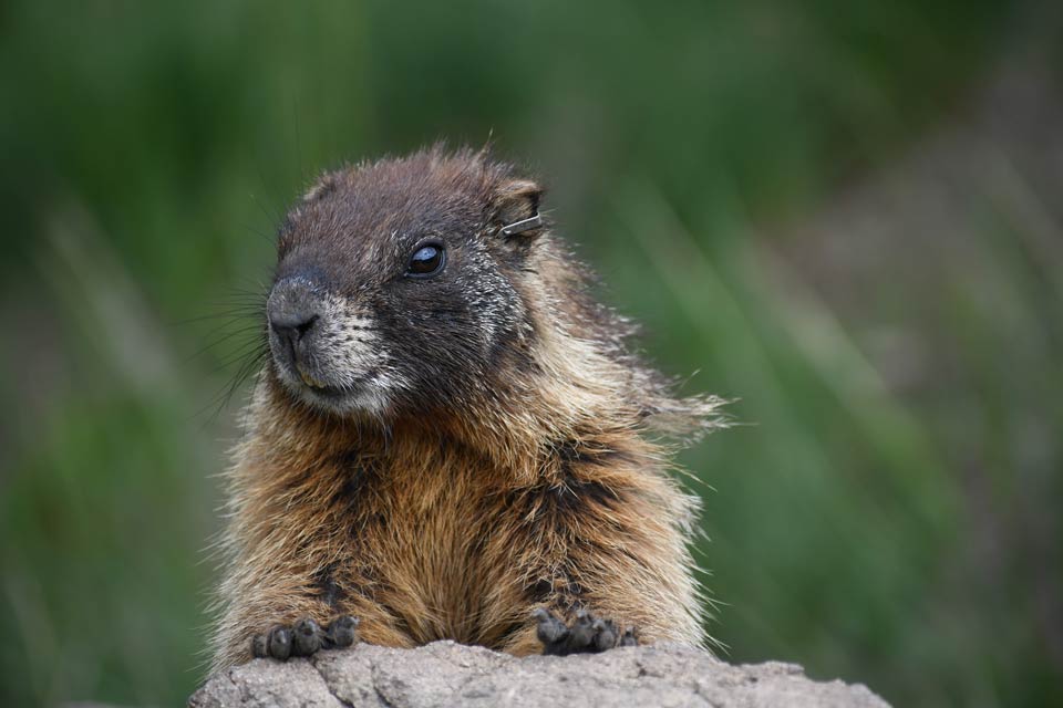 Marmot+photo credit+Daniel+T Blumstein