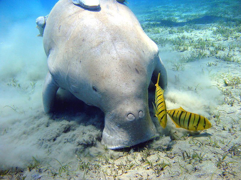 RSDugong WikimediaCommons JulienWillem BY