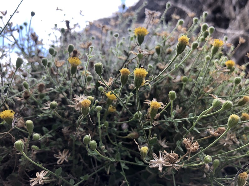 RSInyo rock daisy by Cheryl Birker FPWC Media Use ok scr