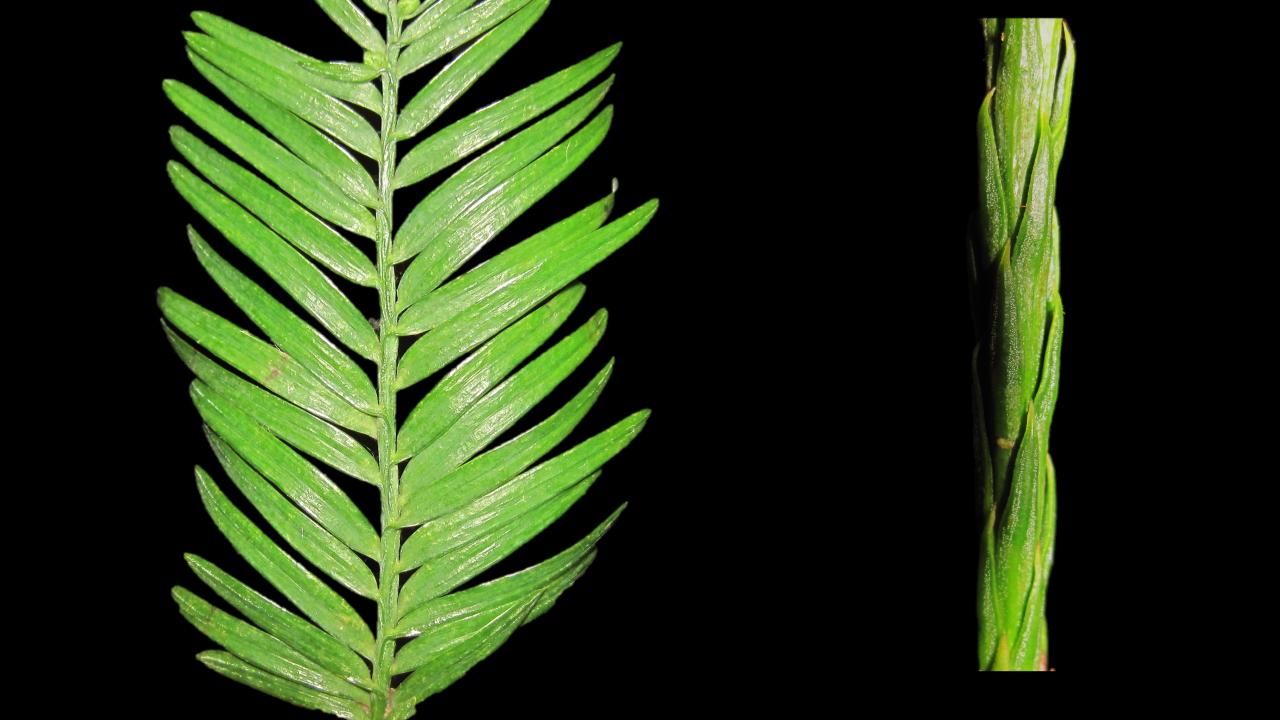 dimorphic redwood shoots
