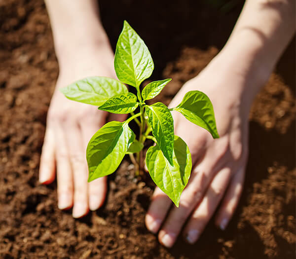 GardeningQASprout600