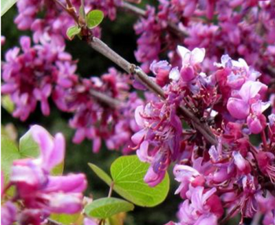 MMG Native Plants