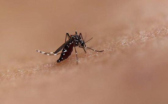 NIAID mosquito