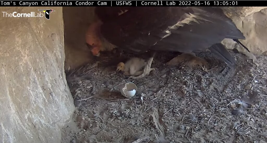 condor 52081214013 fdb13d3882 b