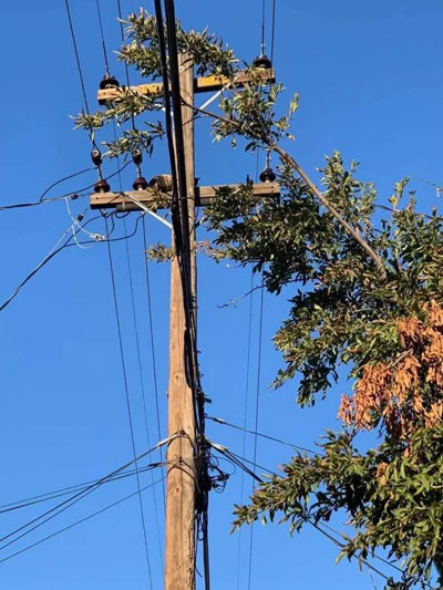 pge cat tree 400
