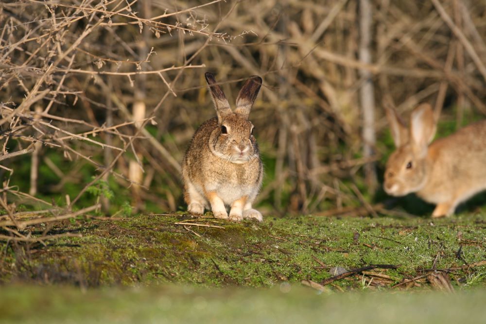 rabbit usfws