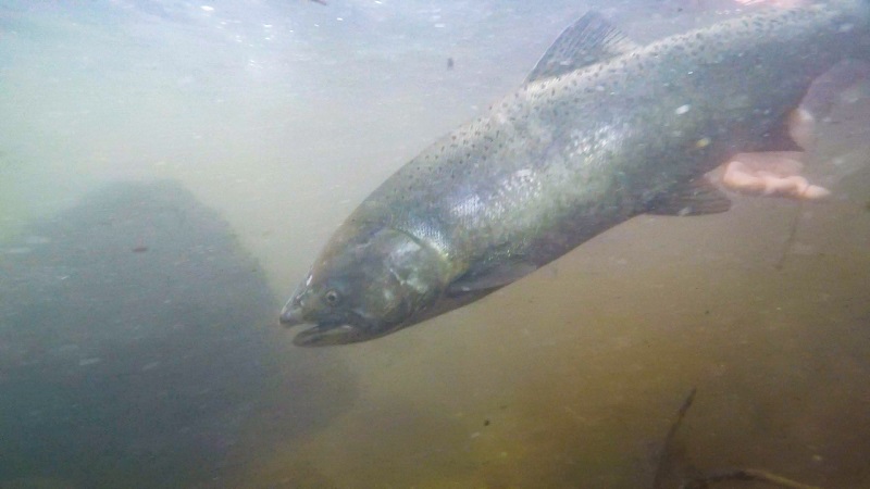 salmon WinterRunChinookReturn credit cdfw