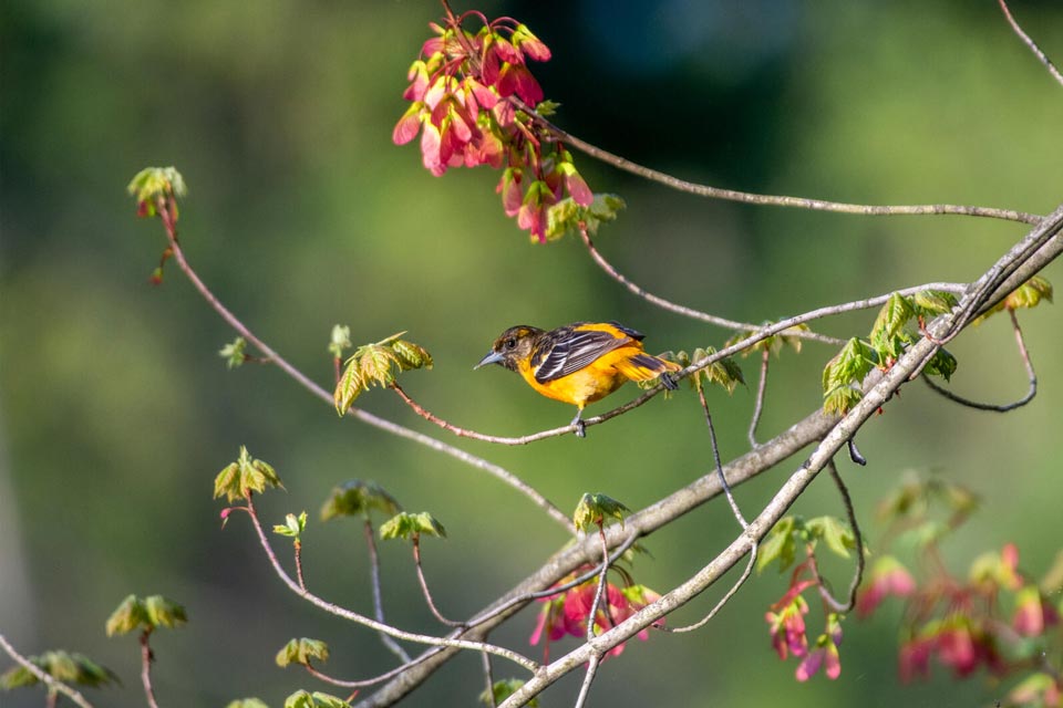 web aud baltimore oriole 220118 0073 ts photo lia bocchiaro