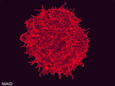 NIH 20221110 CANCER