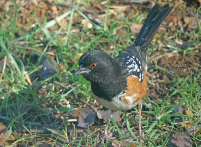 Spotted Towhee CherylDJohnson
