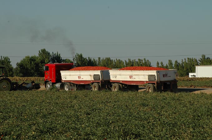 cfbf tomatoes 11228