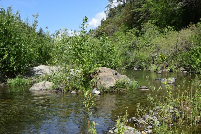 PlumasNF FYLF frog habitat credit Cal Robinson USFWS