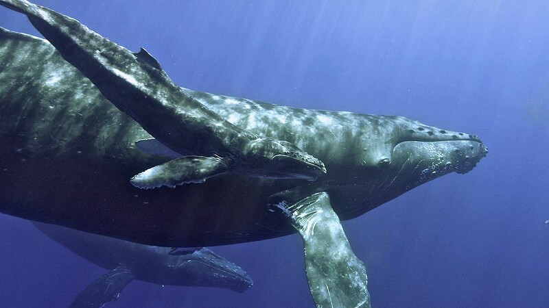 RShumpback and calf ed lyman noaa permit 774 1714 FPWC scr