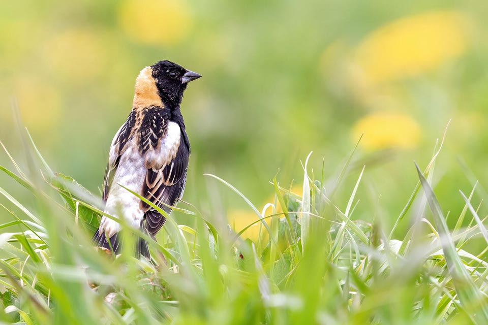 bobolink brad imhoff ml228530921