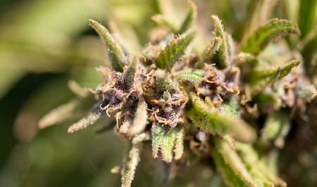 cannabis CDFW marijuana