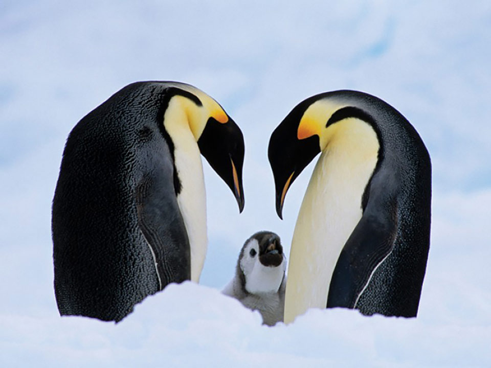 emperorpenguincreditKevinSchafer Earth Justice