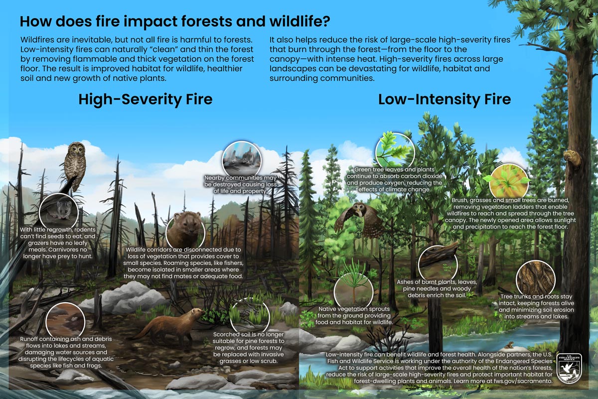 forest fire final credit USFWS