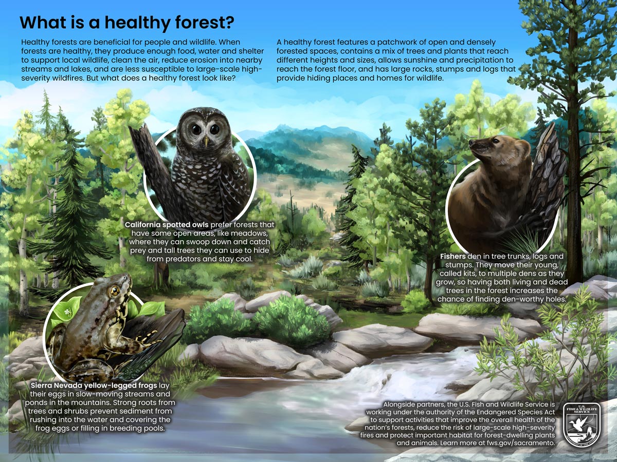 healthy forests final credit USFWS